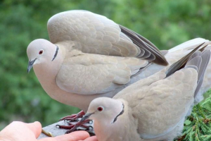 Gorusta - poznati golub Gorusta - poznati golub